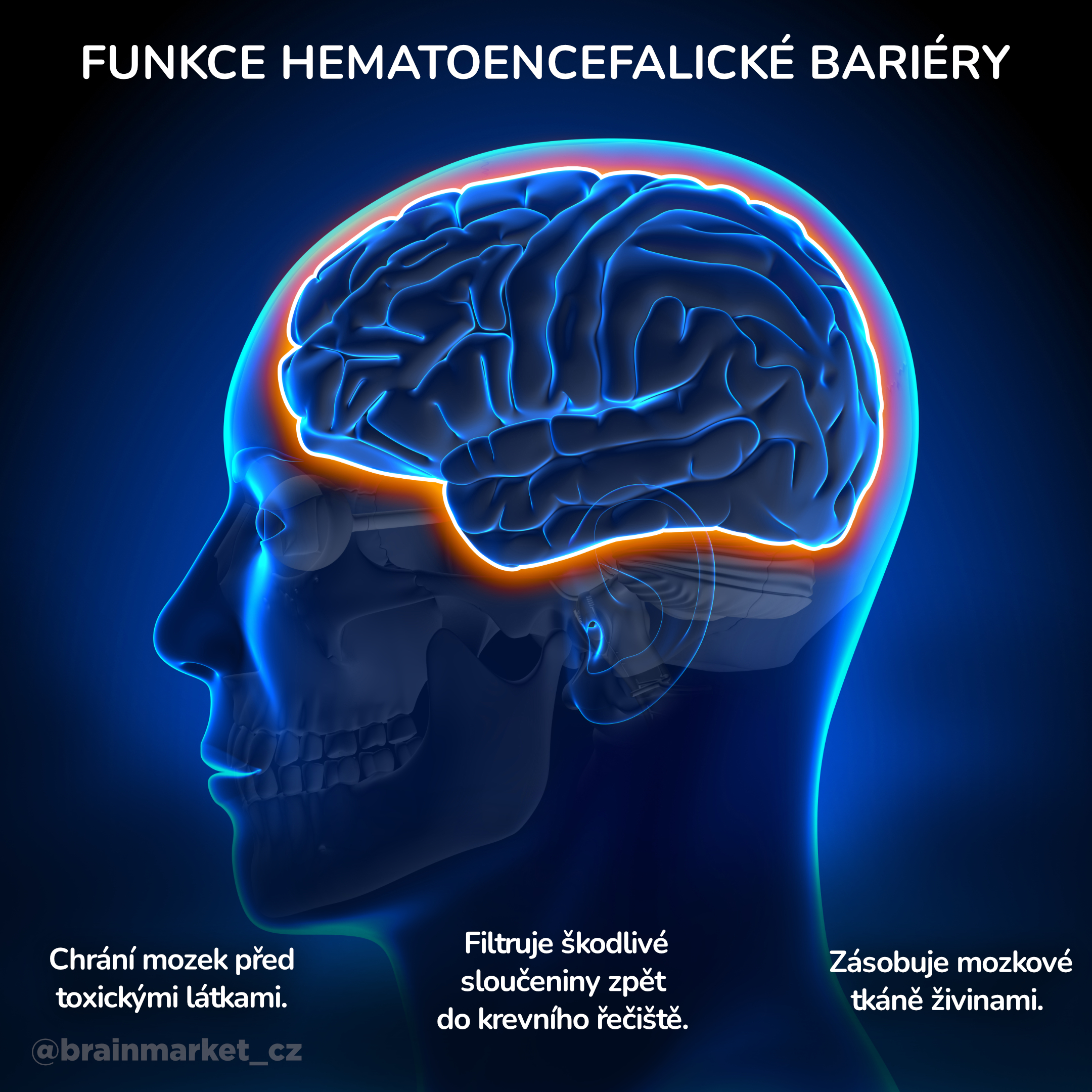 Funkce hematoencefalické bariéry_infografika_cz